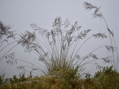 Festuca vivipara