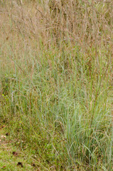 Andropogon cretaceus