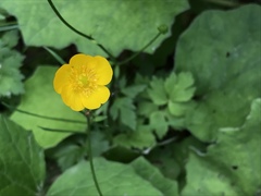 Ranunculus lanuginosus