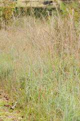 Andropogon cretaceus