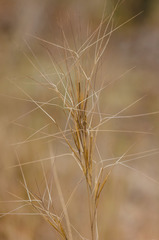 Aristida oligantha