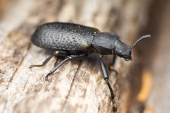 Iphthiminus serratus