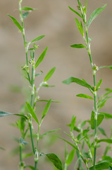 Polygonum erectum