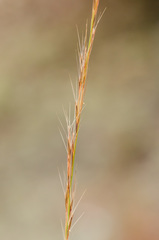 Aristida condensata
