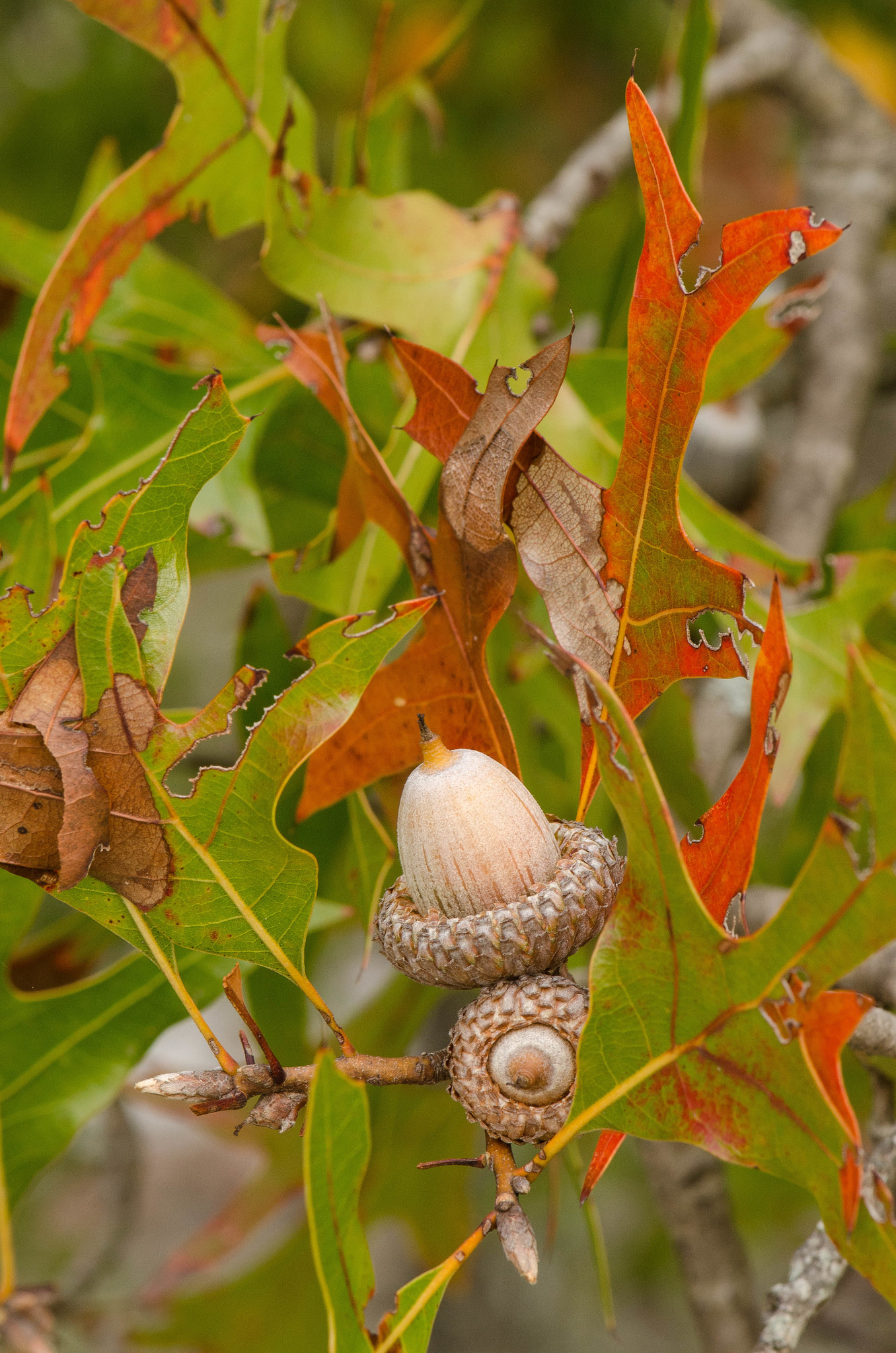 Quercus laevis