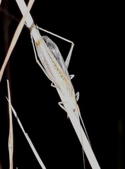 Oecanthus dulcisonans