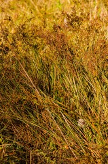 Juncus trigonocarpus