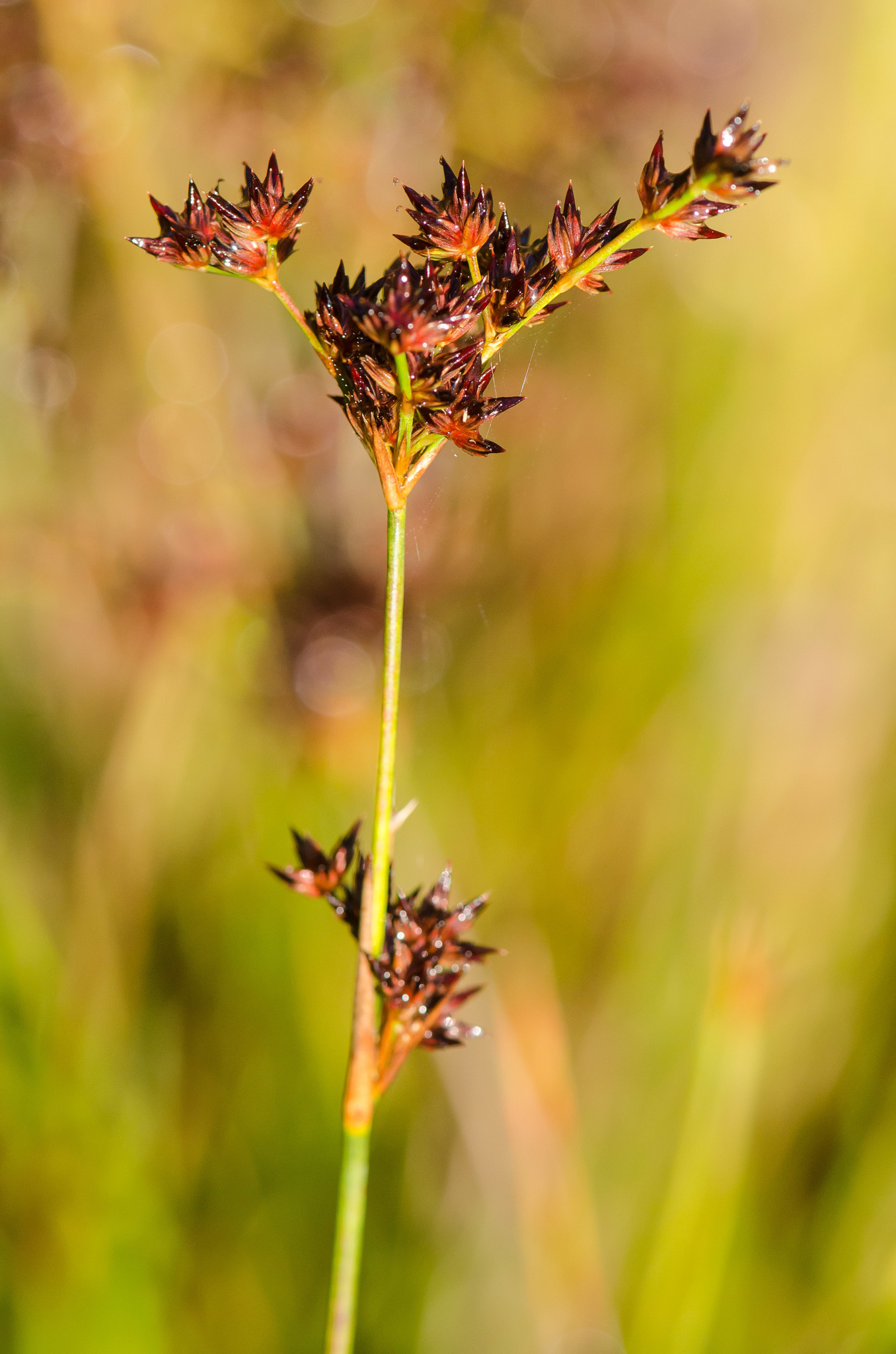 Juncus trigonocarpus