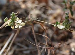 Henrya insularis