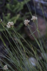 Calliscirpus criniger