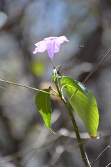 Ruellia breedlovei
