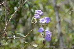 Ruellia breedlovei