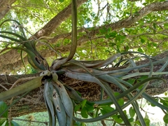 Tillandsia balbisiana