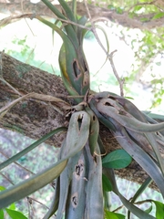 Tillandsia balbisiana