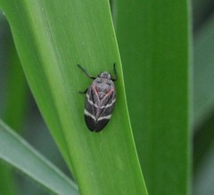 Aeneolamia albofasciata