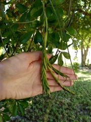 Tillandsia balbisiana