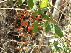 Rhus terebinthifolia