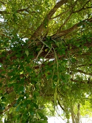 Tillandsia balbisiana