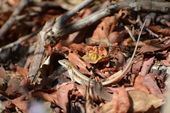 Sceloporus carinatus