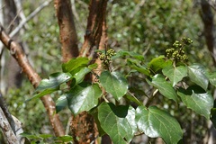 Oreopanax platyphyllus