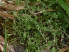 Saxifraga hypnoides