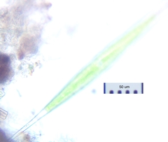 Closterium rostratum