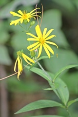 Silphium asteriscus trifoliatum