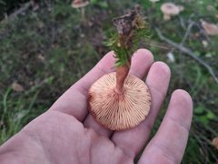 Lactarius oculatus