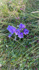 Campanula alpina