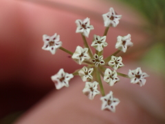 Trocdaris verticillatum