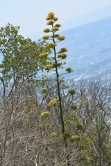 Agave kewensis