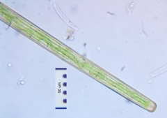 Closterium directum
