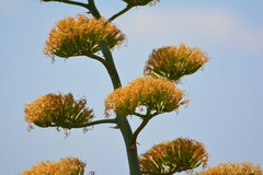 Agave kewensis