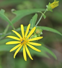 Silphium asteriscus trifoliatum