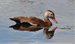 Dendrocygna autumnalis