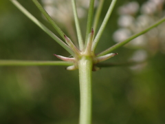 Trocdaris verticillatum