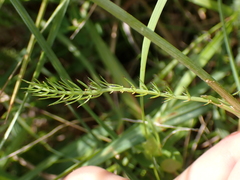 Trocdaris verticillatum