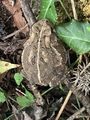 Anaxyrus americanus