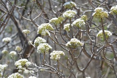 White snakeroot (Ageratina crassiramea)