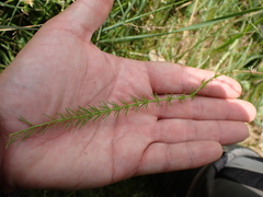 Trocdaris verticillatum