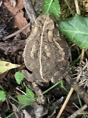 Anaxyrus americanus