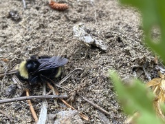 Bombus californicus