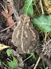 Anaxyrus americanus