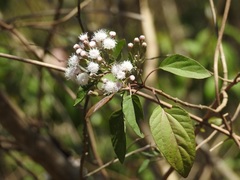 Ageratina pichinchensis