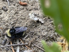 Bombus californicus