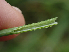 Trocdaris verticillatum