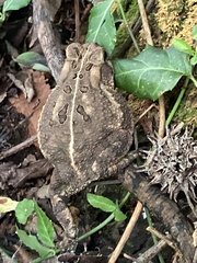 Anaxyrus americanus