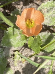Sphaeralcea lindheimeri