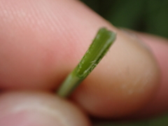 Trocdaris verticillatum