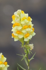 Linaria vulgaris